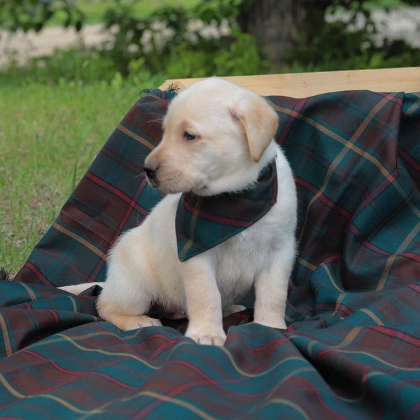 White puppy looking away from the camera wearing plaid kerchief sitting on plaid blanket on grass