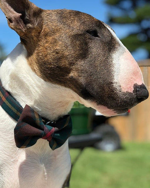 Brown and white dog wearing a green plaid bow tie and collar with a blurred outdoor background