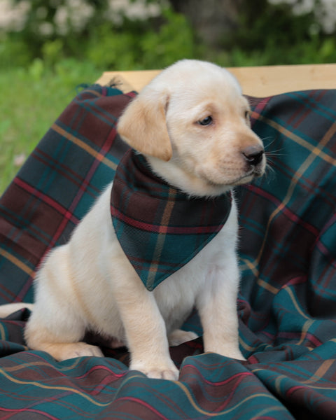 Ontario Tartan Pet Bandana