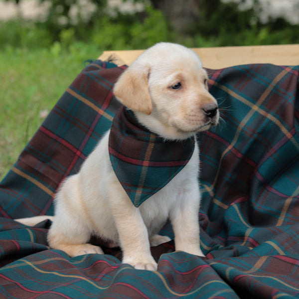 White puppy wearing teal, brown kerchief sitting on a plaid blanket on the grass outdoors