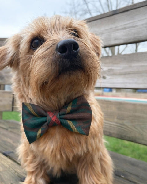 Brown dog wearing a green and brown plaid bow tie sitting on a wooden bench outdoors.