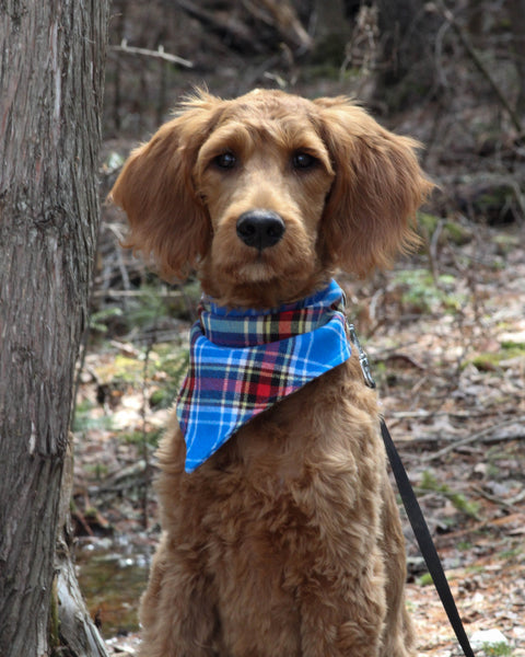 Oromocto Tartan Dog Bandana