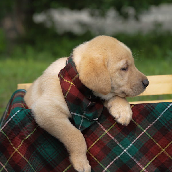Prince Edward Island Tartan Dog Bandana