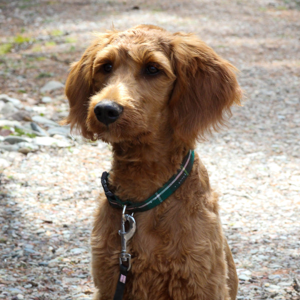 Brown dog with a green collar sitting on a gravel surface