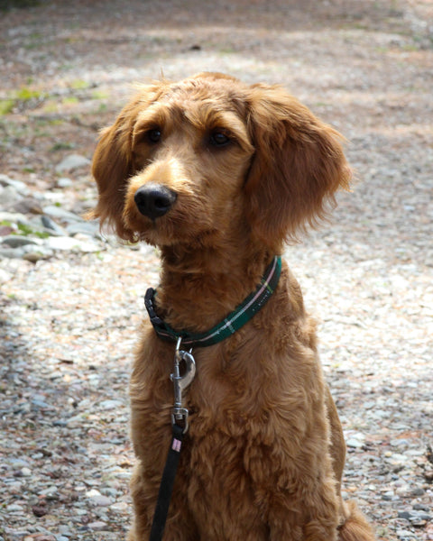 Brown dog wearing green and rust plaid colalr sitting on a gravel path