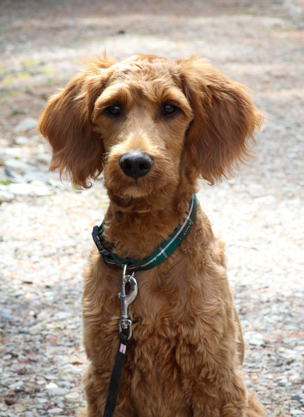 A brown, curly-haired dog wearing a green and brown PEI tartan plaid collar looks directly at the camera while standing outdoors.