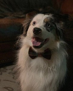 White, long haired dog wearing green and brown plaid bow tie by Taylors Tartans indoors