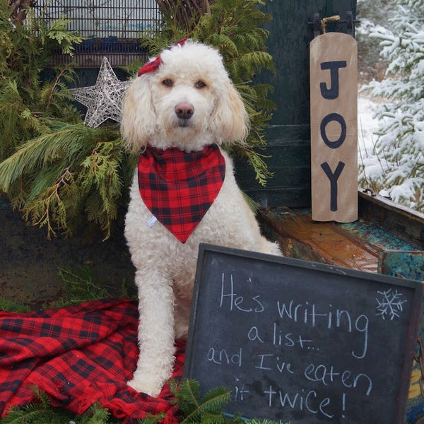 Erskine Red and Black Tartan Dog Bandana