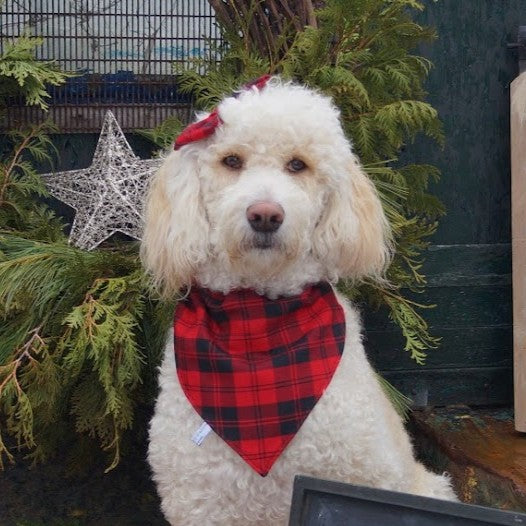 Erskine Red and Black Tartan Dog Bandana