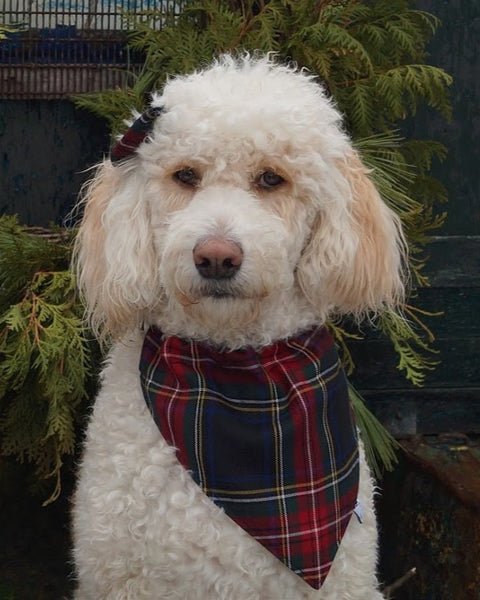 Black Stewart Tartan Dog Bandana