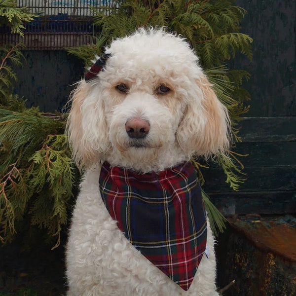 White poodle dog wearing a plaid bandana sitting in front of green foliage