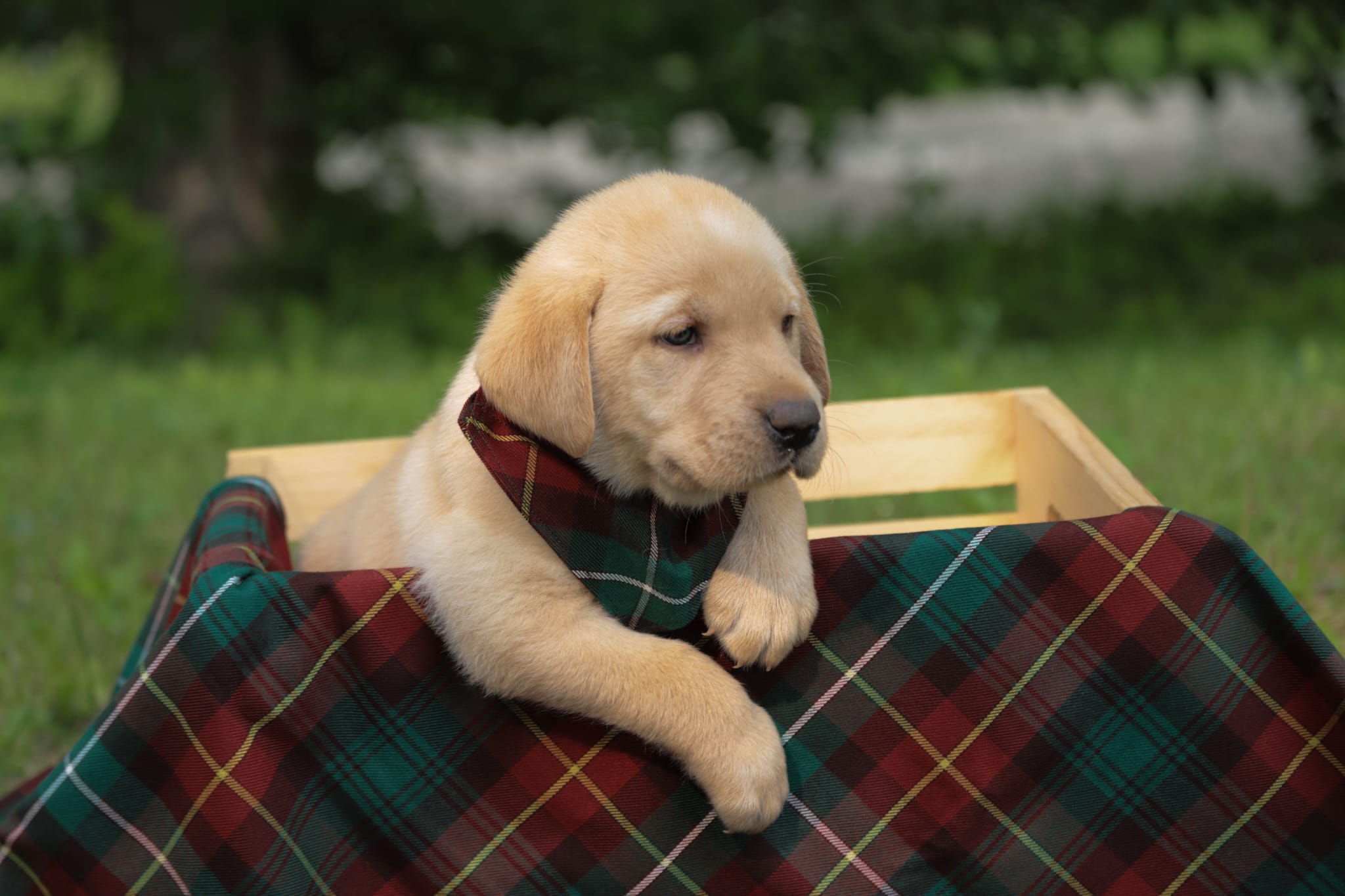 Tan puppy outdoors, leaning over the edge of a wooden box, wearing a green and brown plaid bandana in the PEI tartan.