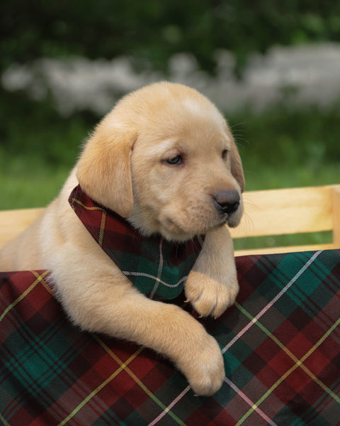 Prince Edward Island Tartan Dog Bandana