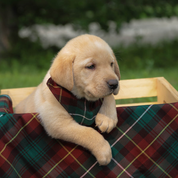 Prince Edward Island Tartan Dog Bandana