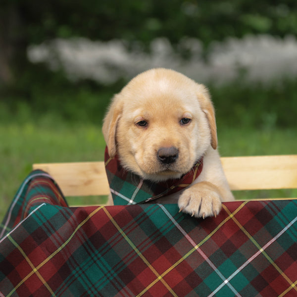 Prince Edward Island Tartan Dog Bandana