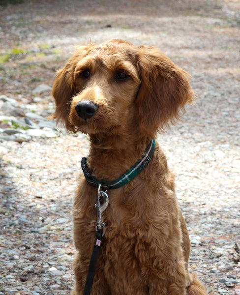 A brown dog wearing a Prince Edward Island tartan dog collar, sitting on a pathway with natural surroundings.