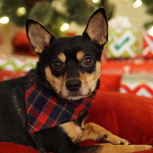 Dog wearing a plaid bow tie sitting on a red couch with a festive background