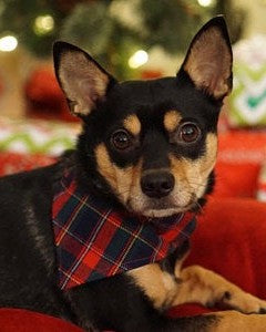 Quebec Tartan Dog Bandana