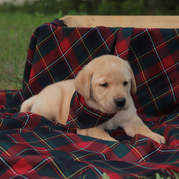 Puppy lying on a red and green plaid blanket outdoors