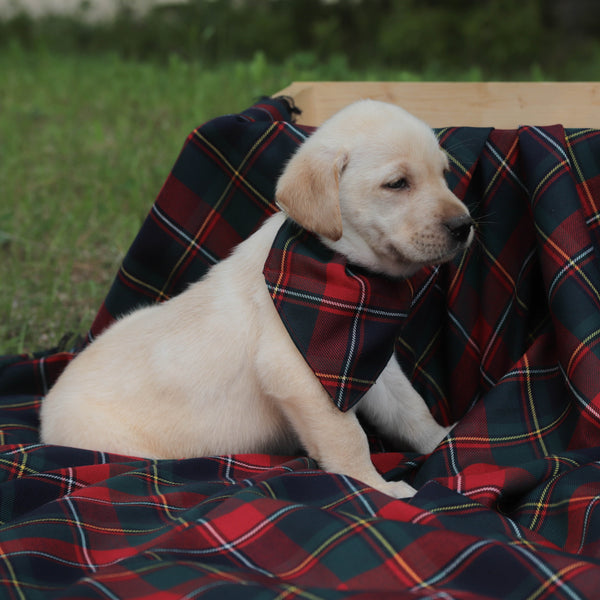 Puppy wearing a plaid bandana sitting on a plaid blanket outdoors.