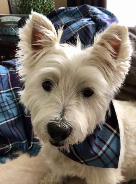 White westie dog wearing plaid bandana with plaid blanket behind