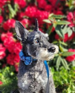 Dog with a blue collar and leash standing in front of red flowers