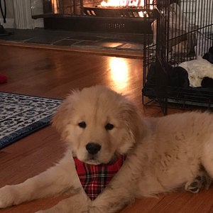 Dog wearing a plaid bandana sitting on a wooden floor with a fireplace in the background