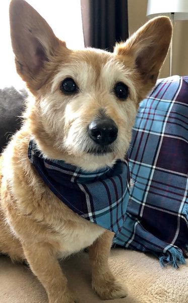 Brown dog with ears up looking intently at something wearing a RCAF bandana
