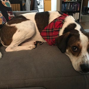 Brown and white dog wearing a plaid bandana on a couch