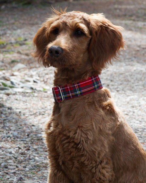 Brown dog wearing a red plaid collar on a gravel surface. Royal Stewart collar by Taylors Tartans