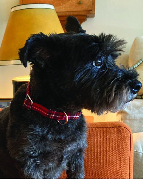 Black dog with a red  plaid collar sitting on an orange chair.