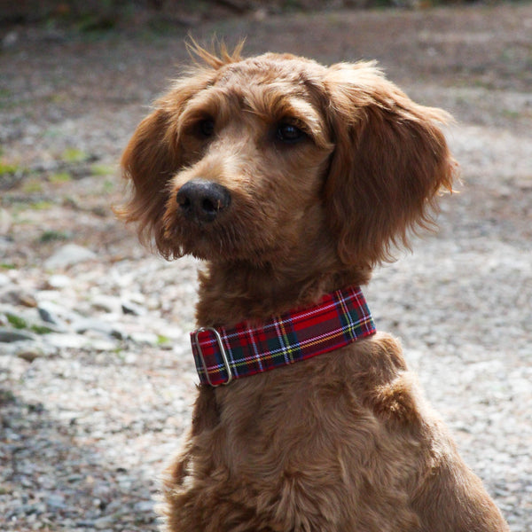Royal Stewart Tartan Dog Collar