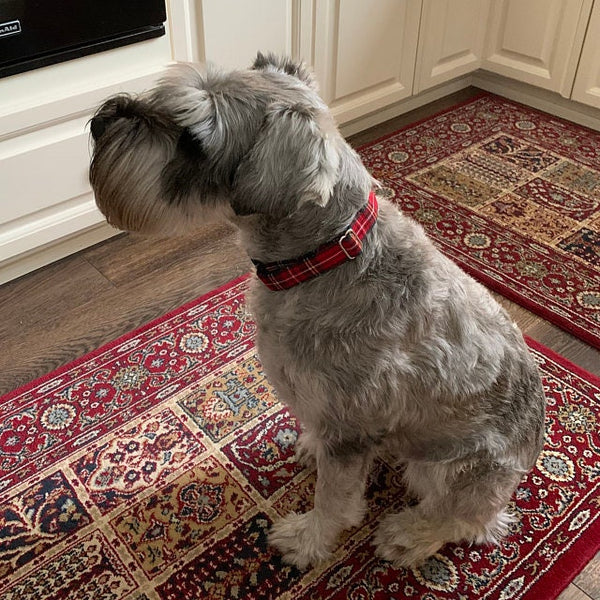Red plaid collar worn by a gray and white tarrier that is looking away in the photo.