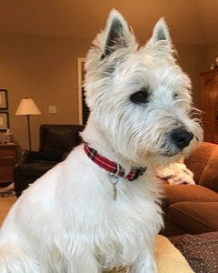White dog with ears up with a red Royal Stewart tartan collar sitting on a couch in a living room.