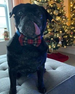 Black dog wearing a red and green plaid bow tie sitting on a couch with a decorated Christmas tree in the background.