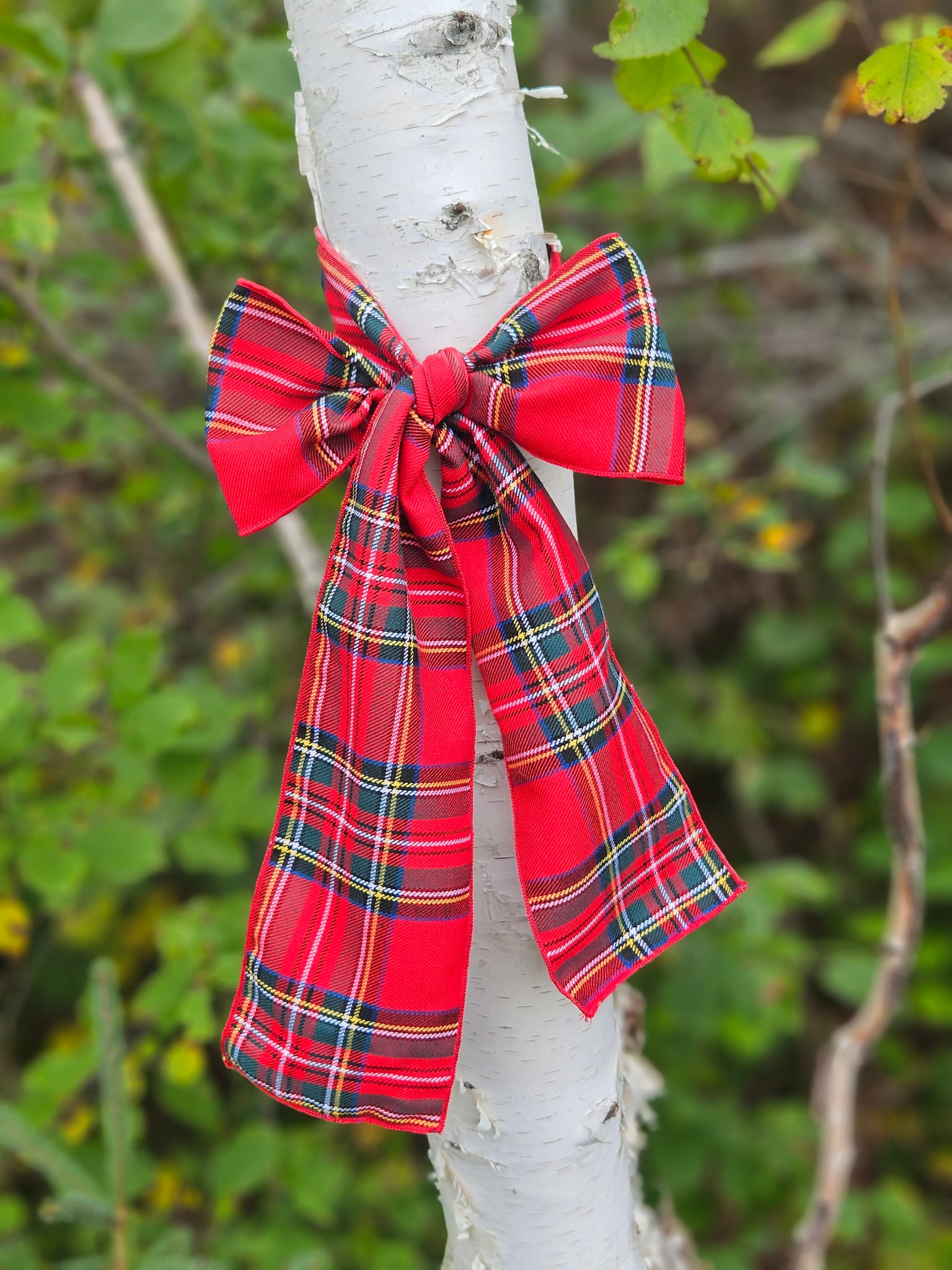 red plaid royal stewart tartan fabric bow on white birch tree for Christmas