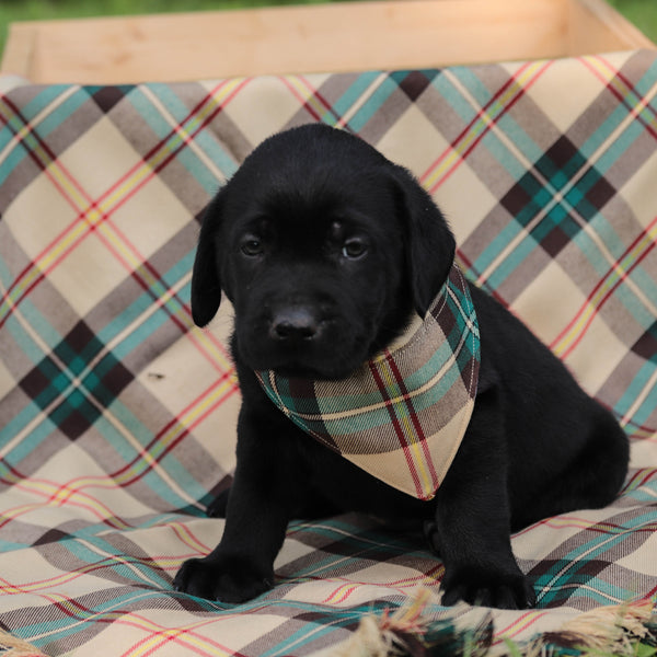Saskatchewan Tartan Dog Bandana