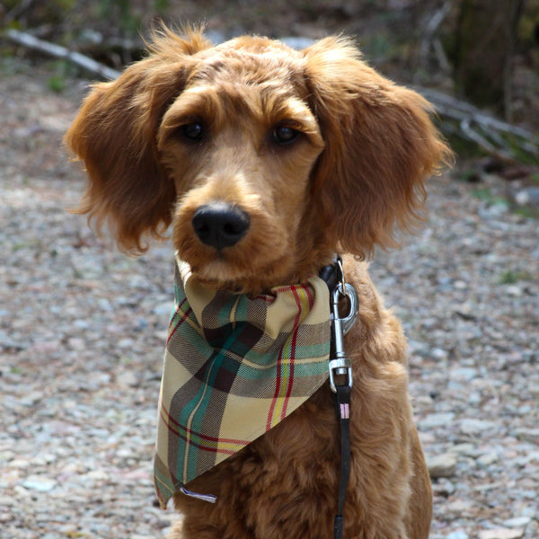 Saskatchewan Tartan Dog Bandana