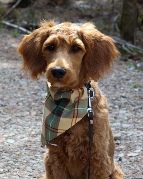 Saskatchewan Tartan Dog Bandana