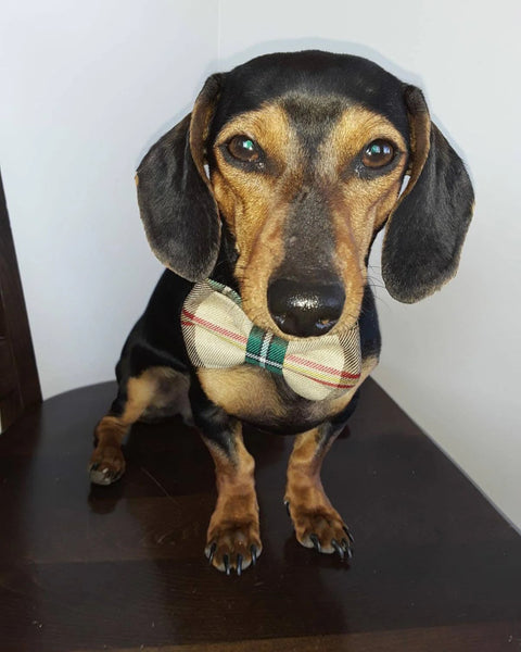 Dachshund wearing a yellow plaid bow tie in Saskatchewan tartan on a wooden surface