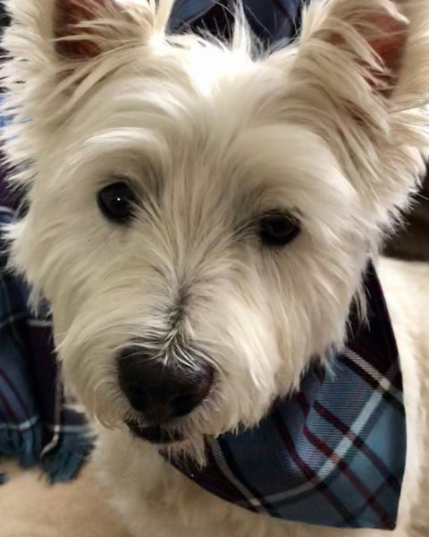 RCAF Tartan Dog Kerchief