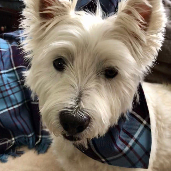 White Westie dog wearing a plaid bandana looking directly at the camera.