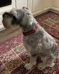 Dog wearing Royal Stewart collar by Taylors Tartans sitting on a patterned rug indoors