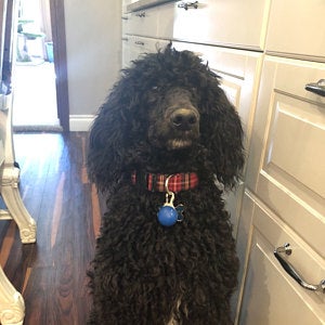 Royal Stewart Tartan Dog Collar