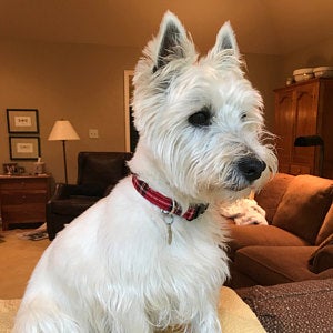 Royal Stewart Tartan Dog Collar