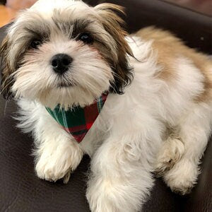 New Brunswick Tartan Dog Bandana for Pet Adoption Photos
