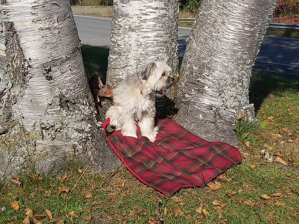 Dog Blanket, Saskatchewan Tartan Dog Blanket, Pet Adoption Day Blanket, Baby Shower Tartan Blanket, Tartan Lap Throw for Dog Mom and Dad