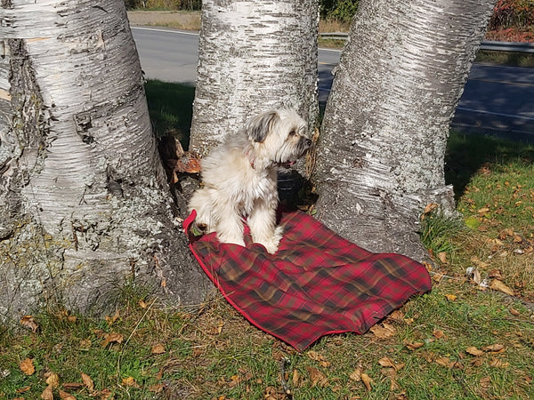 Dog Blanket, Nova Scotia Tartan Dog Blanket, Pet Adoption Day Blanket, Baby Shower Tartan Blanket, Tartan Lap Throw for Dog Mom and Dad