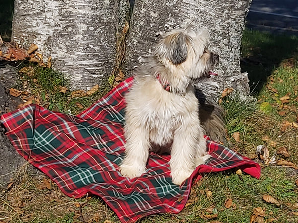 Dog Blanket, Saskatchewan Tartan Dog Blanket, Pet Adoption Day Blanket, Baby Shower Tartan Blanket, Tartan Lap Throw for Dog Mom and Dad