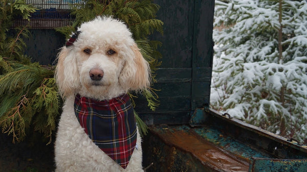 Kerchief, Pet Christmas Photos with Black Stewart Tartan Dog Bandana, Holiday Card Dog Photo Prop, Dog Uniform Bandana